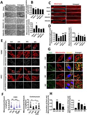 Corrigendum: Protective effects of inhibition of mitochondrial fission on organ function after sepsis